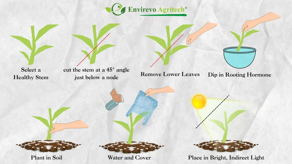 Propagating Weeping Pussy Willow Plants