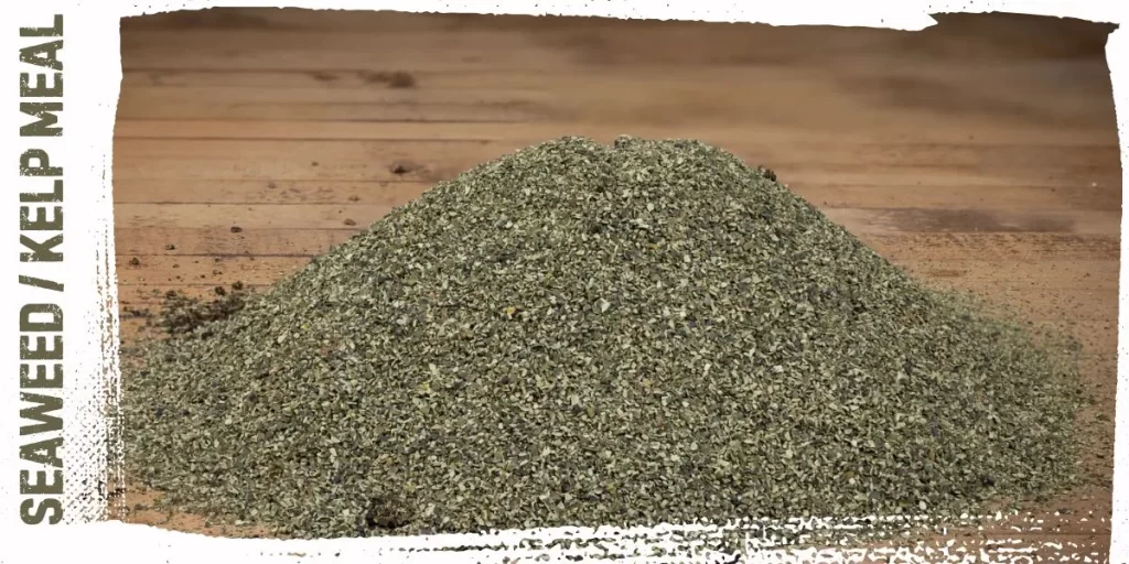 Seaweed or Kelp Meal