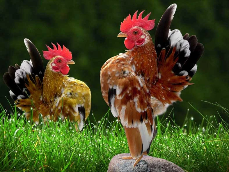 Serama Chicken