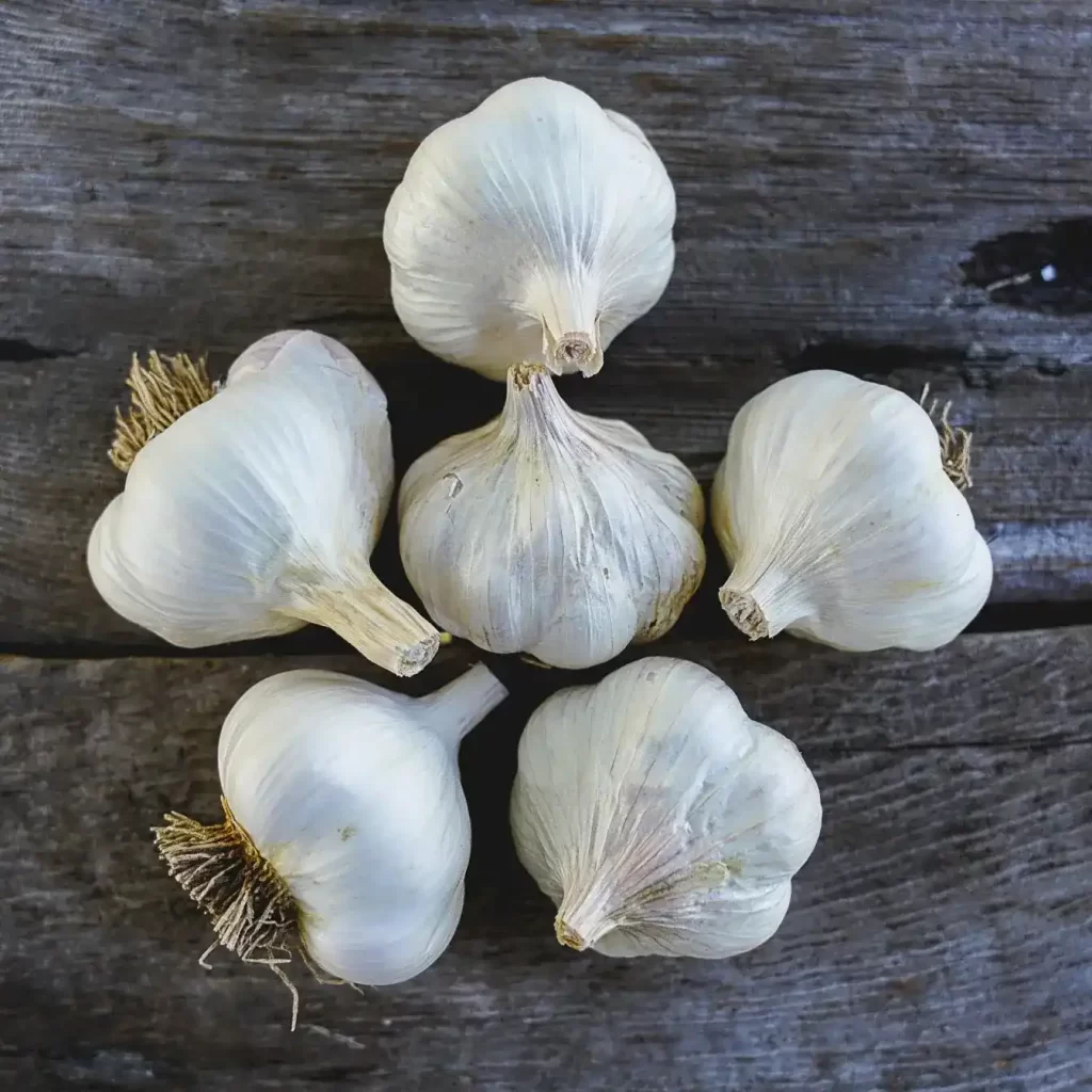 Softneck Garlic