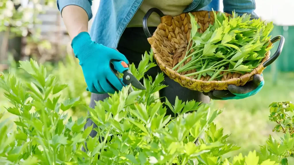 Edible Perennials for Your Kitchen Garden