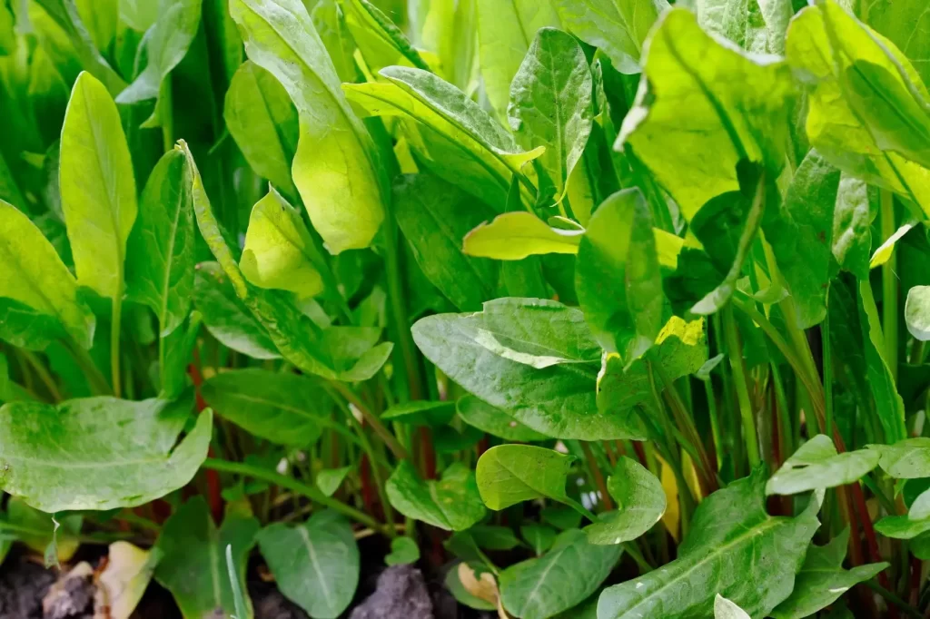 Sorrel herb