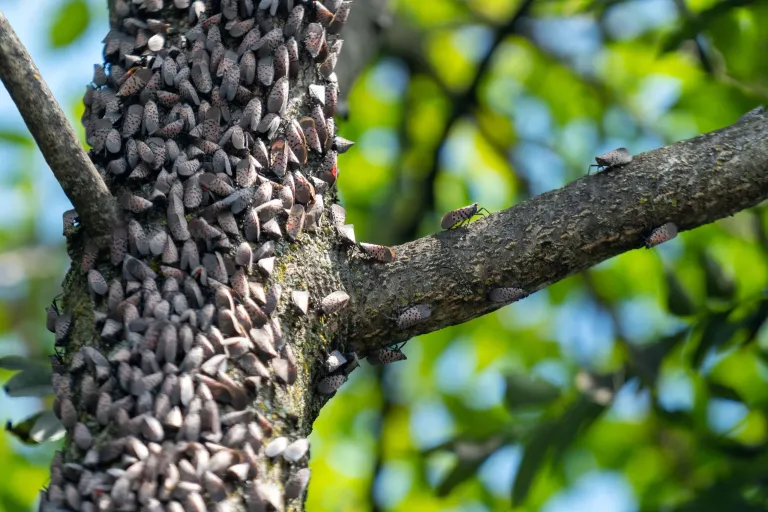 How to Get Rid of Spotted Lanternfly