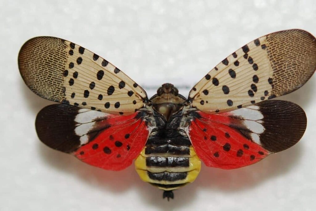 Spotted Lanternfly