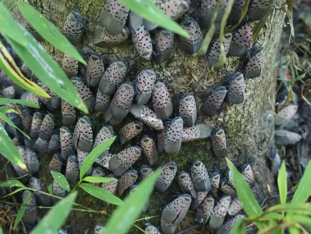 Spotted Lanternfly