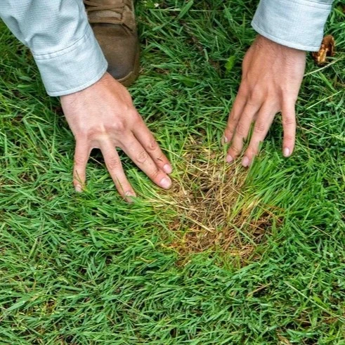 Symptoms of Japanese Beetle Infestation