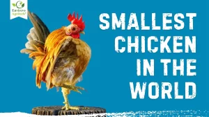 The Smallest Chicken in the World Serama chicken Guide