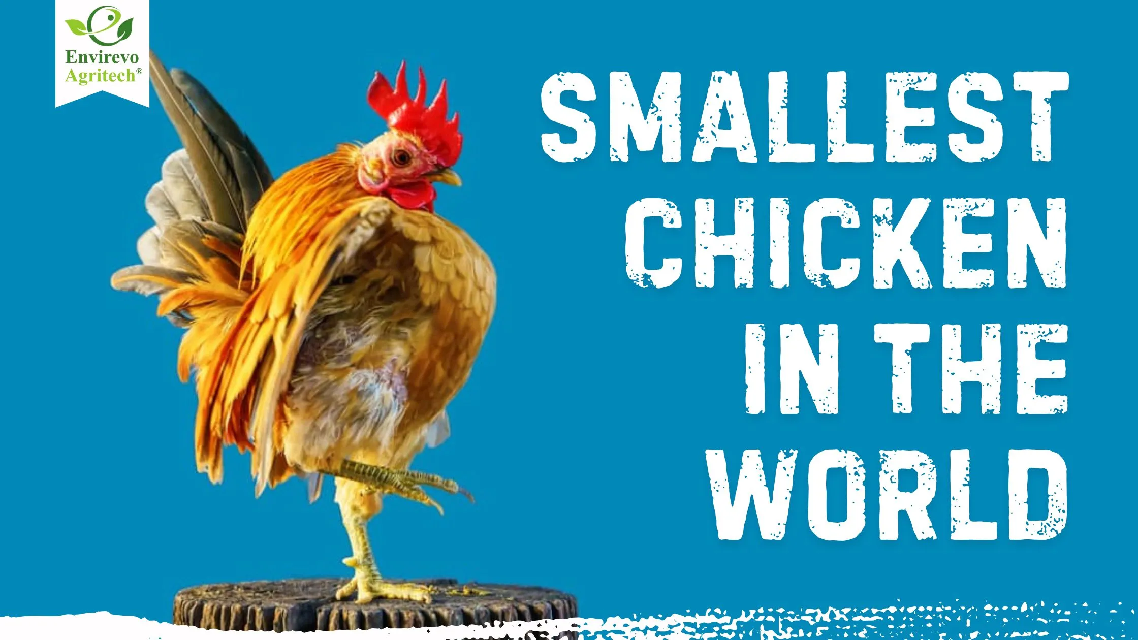 The Smallest Chicken in the World Serama chicken Guide
