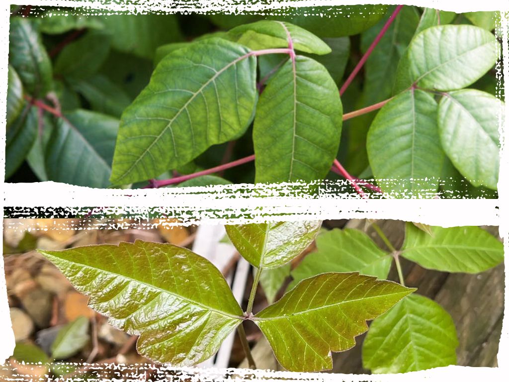 Ways to Identify Poison Ivy