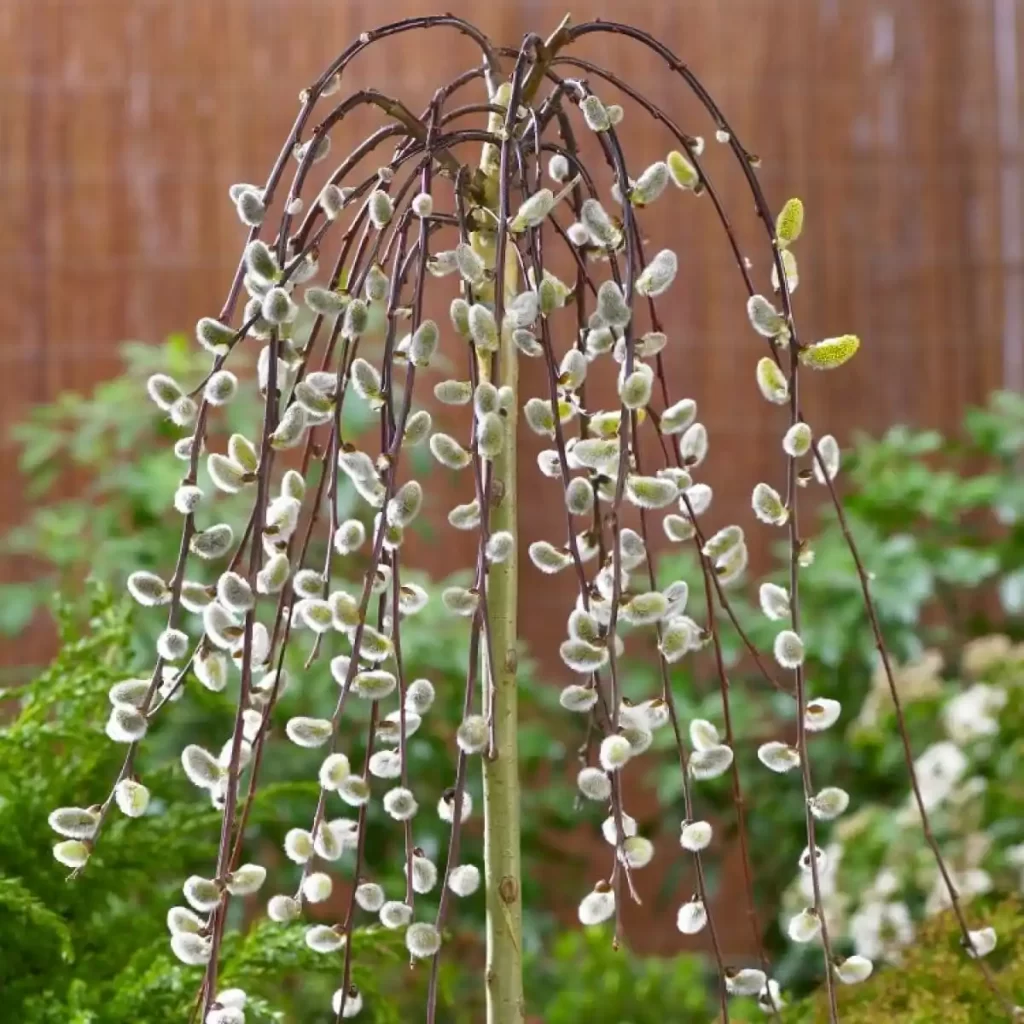 Weeping Pussy Willow