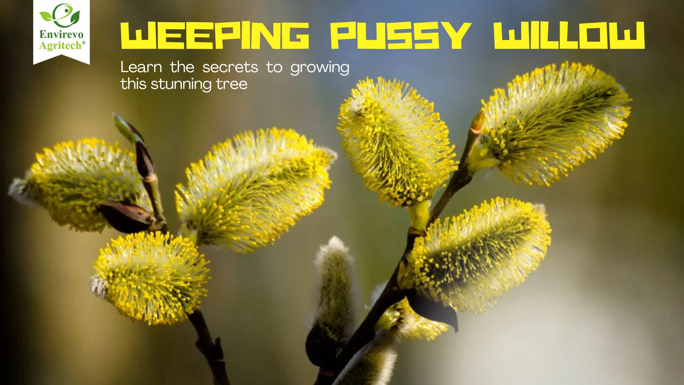 Weeping Pussy Willow Guide Planting, Care & Growing Guide