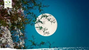 When Is The Next Full Moon In 2025 What To Know About Flower Moon