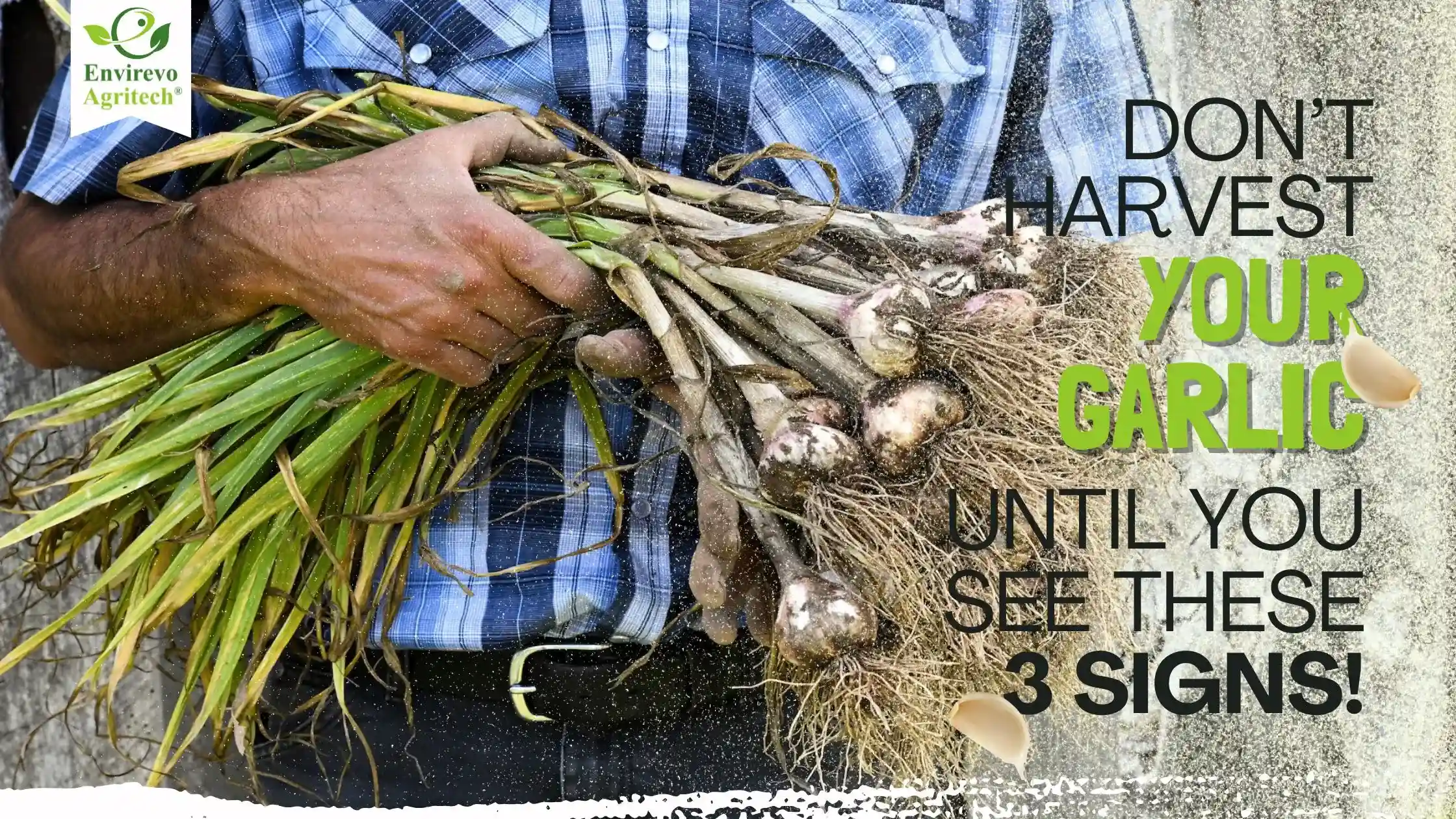 When to Harvest Garlic