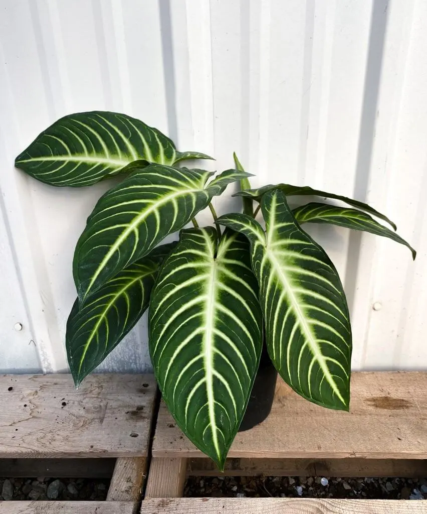Xanthosoma Lindenii Magnificum