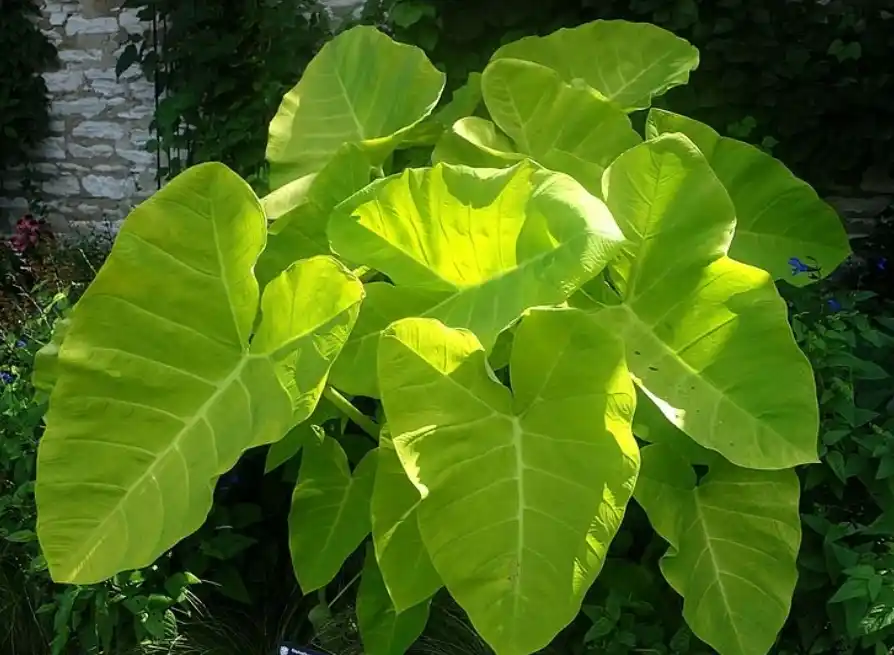 Elephant Ear Plant