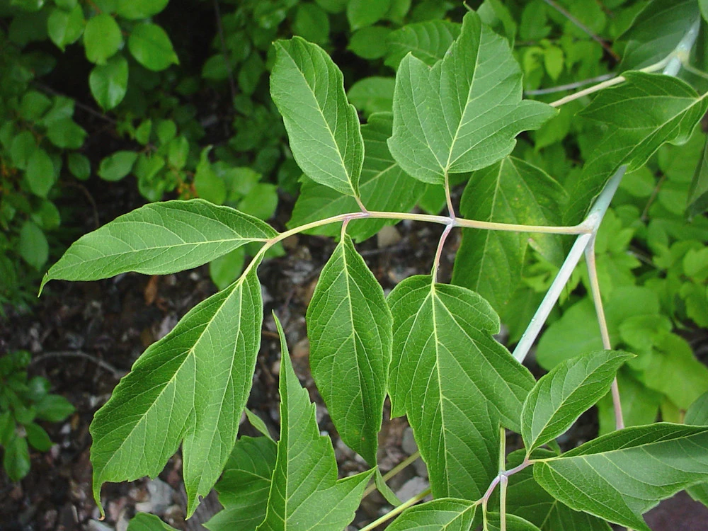 Boxelder (Acer negundo)