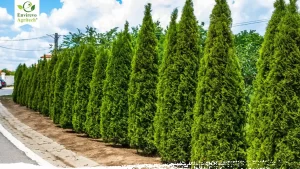 arborvitae-tree-growing-and-care-guide