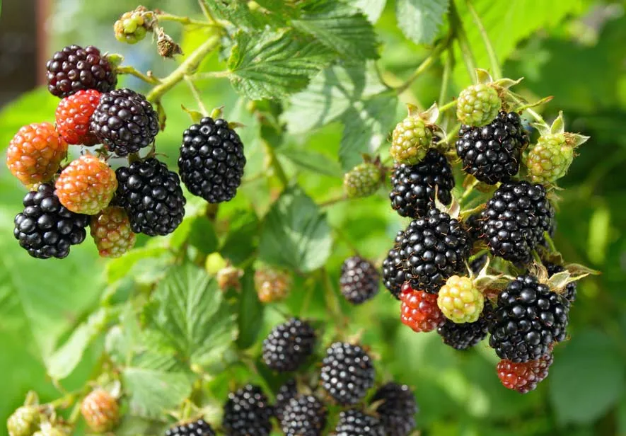 Edible Perennials