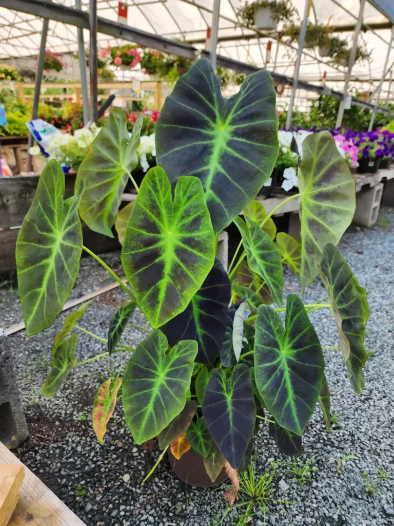 Elephant Ear Plant