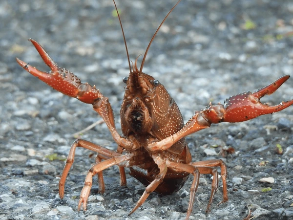 How to Get Rid of Crayfish