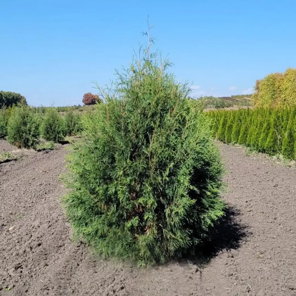 Popular Arborvitae Varieties