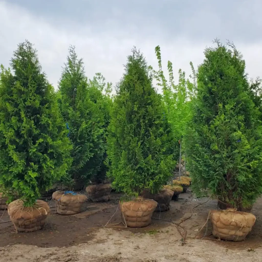 Popular Arborvitae Varieties