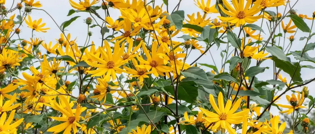 Jerusalem Artichoke