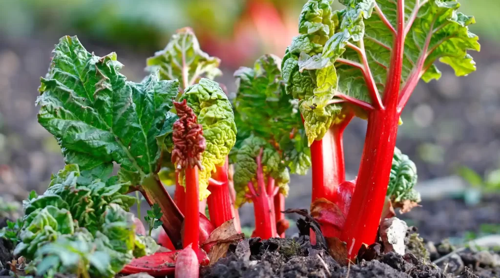 Edible Perennials