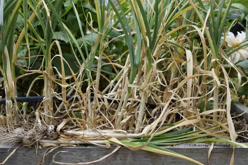 When to Harvest Garlic
