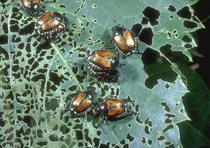 Symptoms of Japanese Beetle