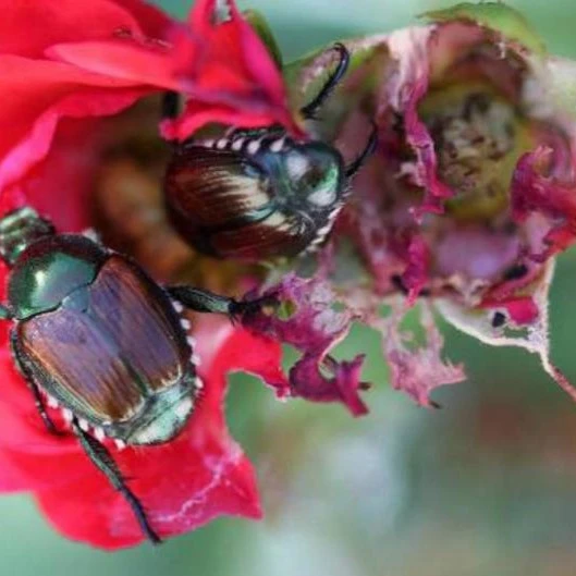 Symptoms of Japanese Beetle Infestation