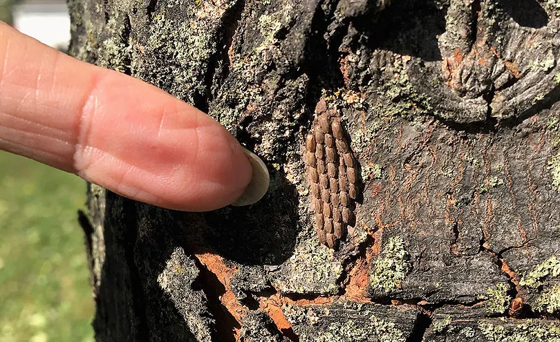 lanternfly eggs