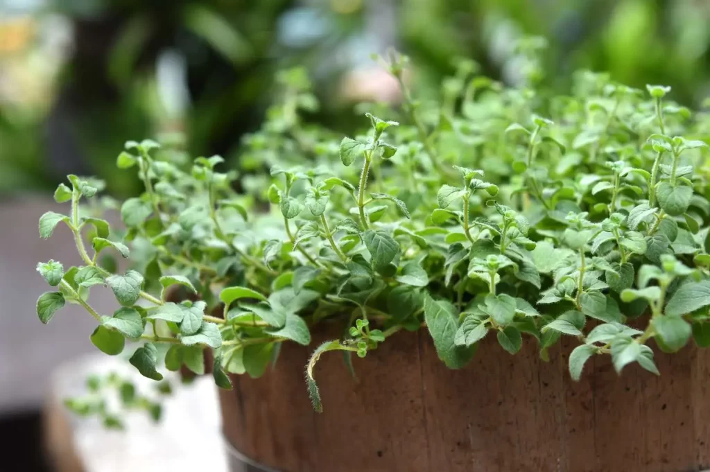 perennial edible herbs
