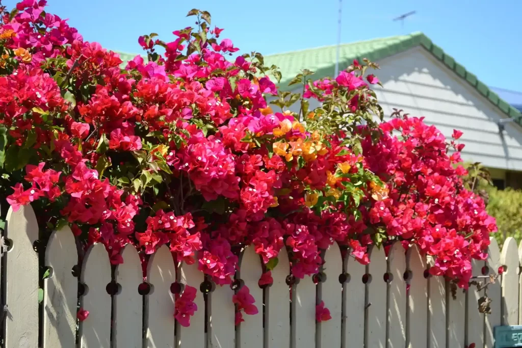 build a living fence