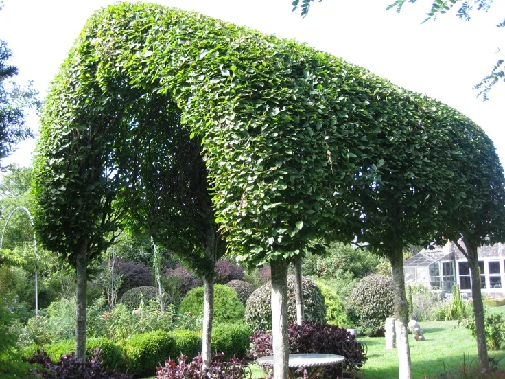 pleached hornbeams via catherine wachs