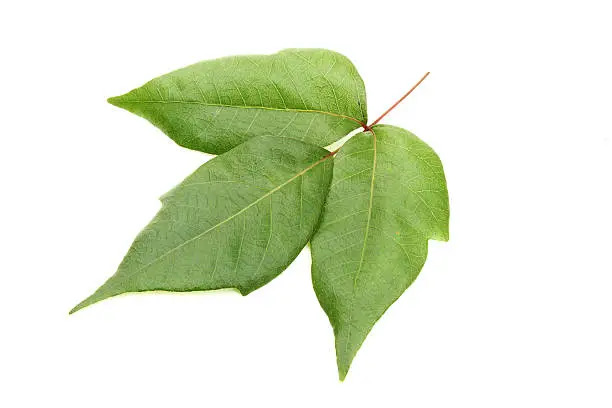 poison ivy leaf
