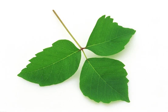 poison ivy