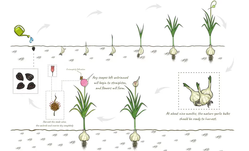 Garlic Growth Cycle