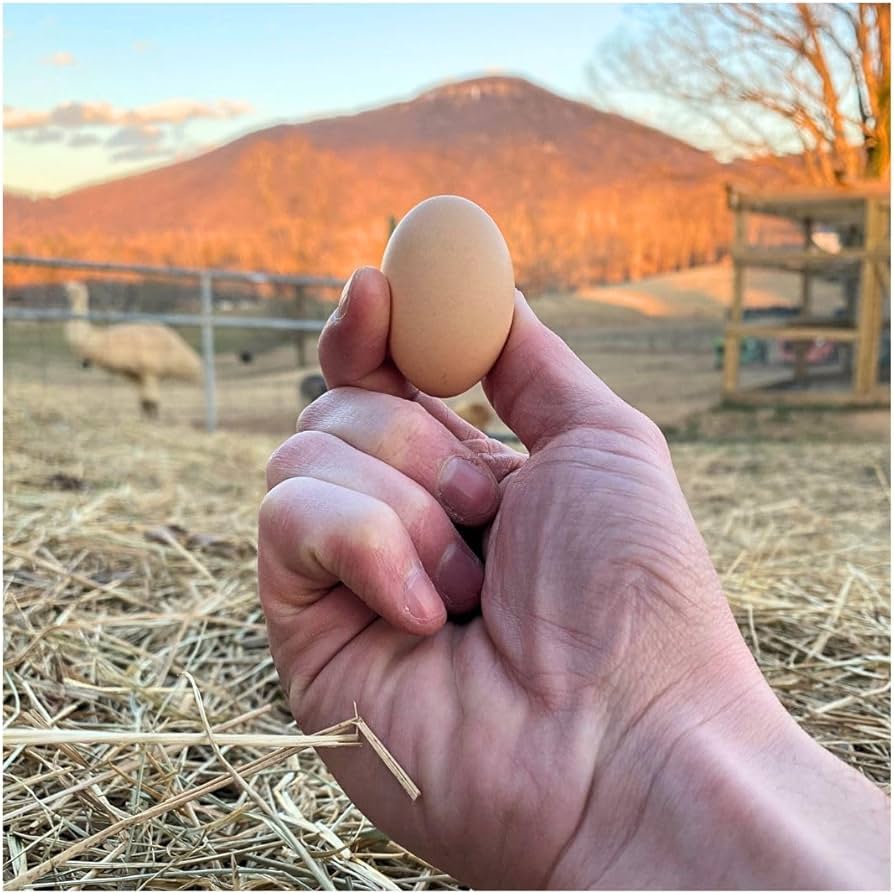 serama chicken eggs