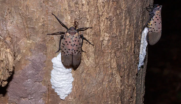 spotted lanternfly adults laying eggs two column