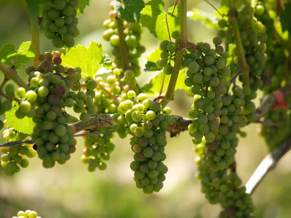 perennial edible plants