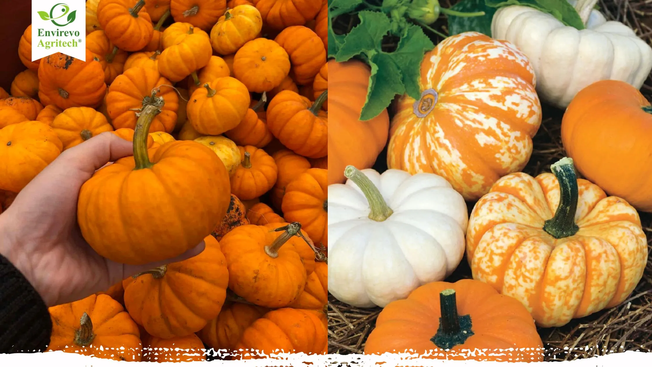 12 Must-Know Mini-Pumpkin Varieties for Every Fall Lover