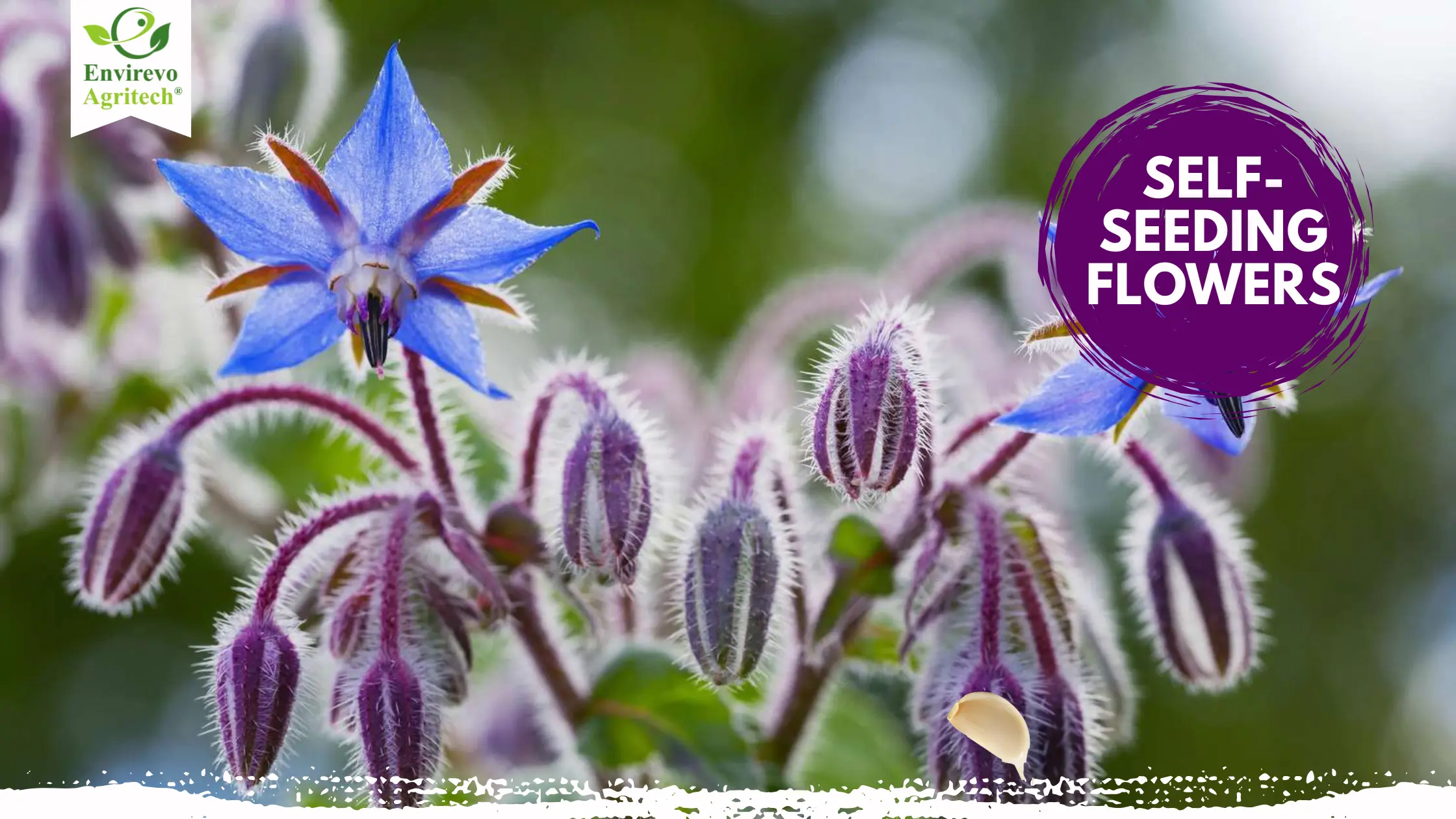 15 Self-Seeding Flowers