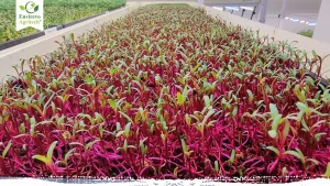 Best 15 Herbs to Grow in Hydroponics