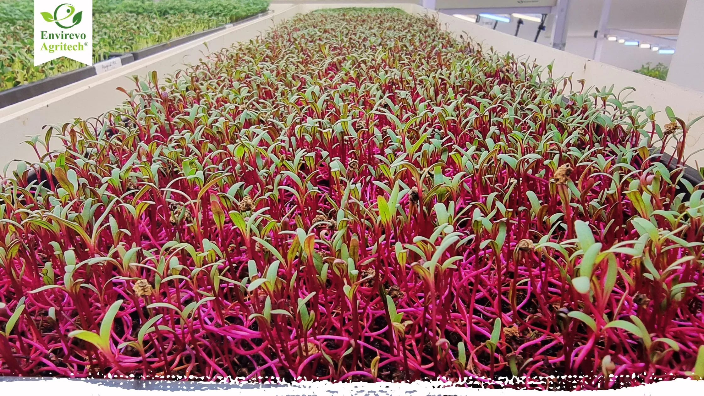 Best 15 Herbs to Grow in Hydroponics