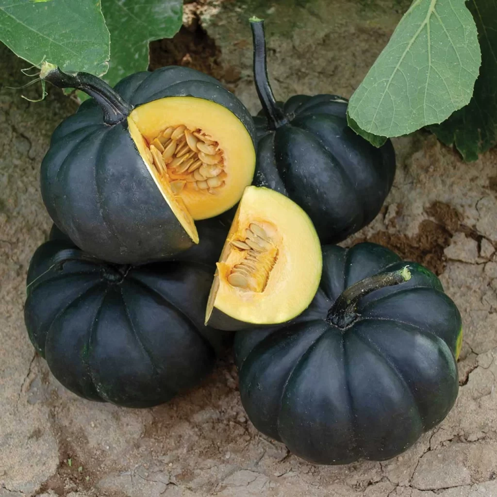 Black Kat pumpkin