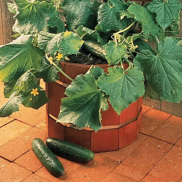 best cucumbers for containers


