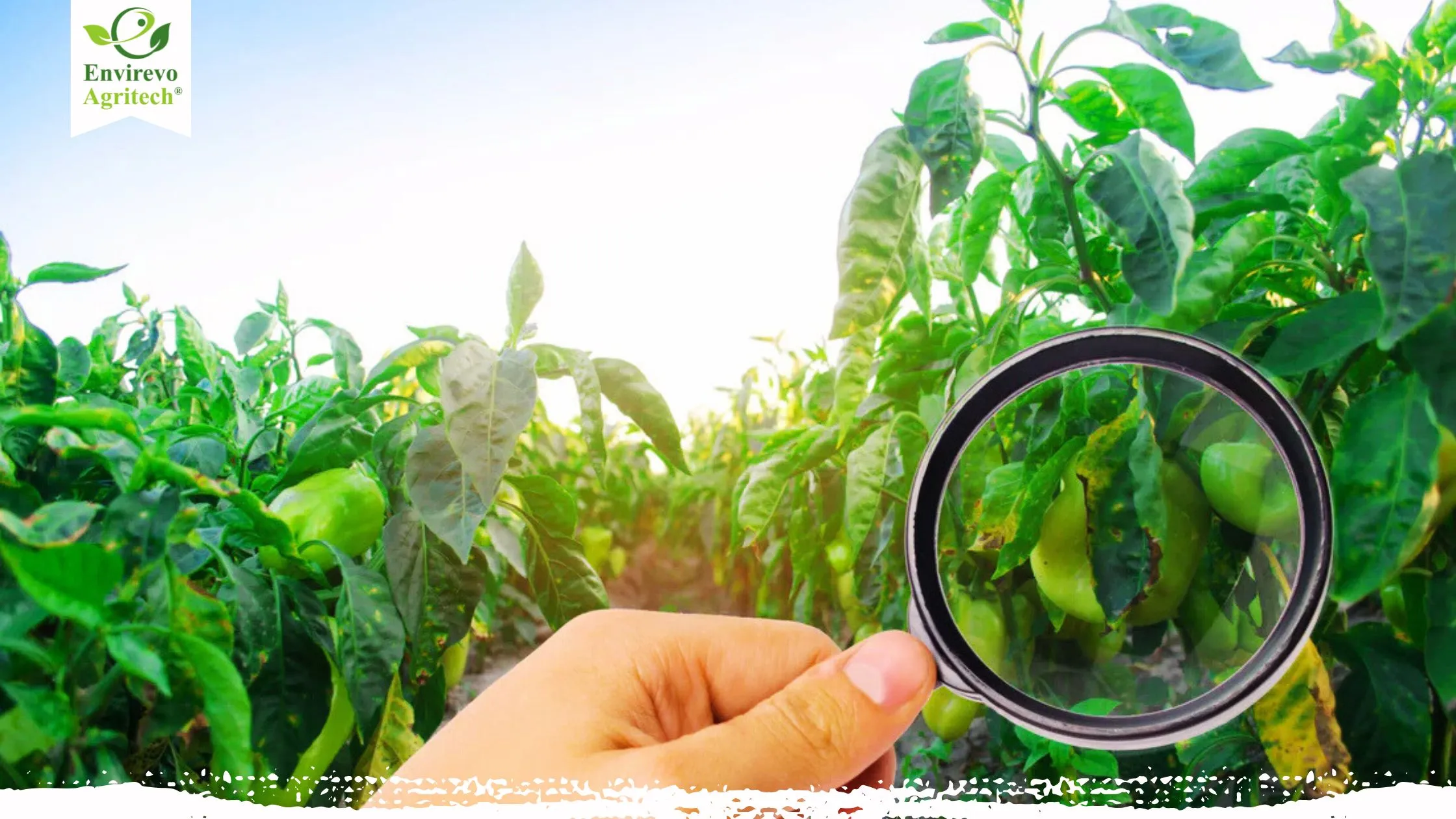 Common Pests in Hydroponics