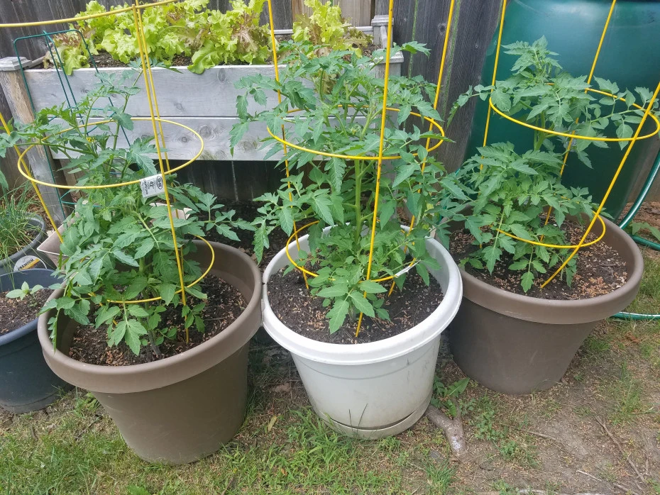 trellis for cucumbers in pots

