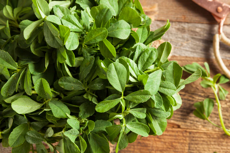 Herb_Fennugreek